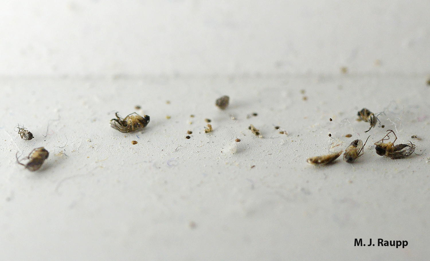 A pile of tiny insect carcasses often mark the spot of a cellar spider’s lair.