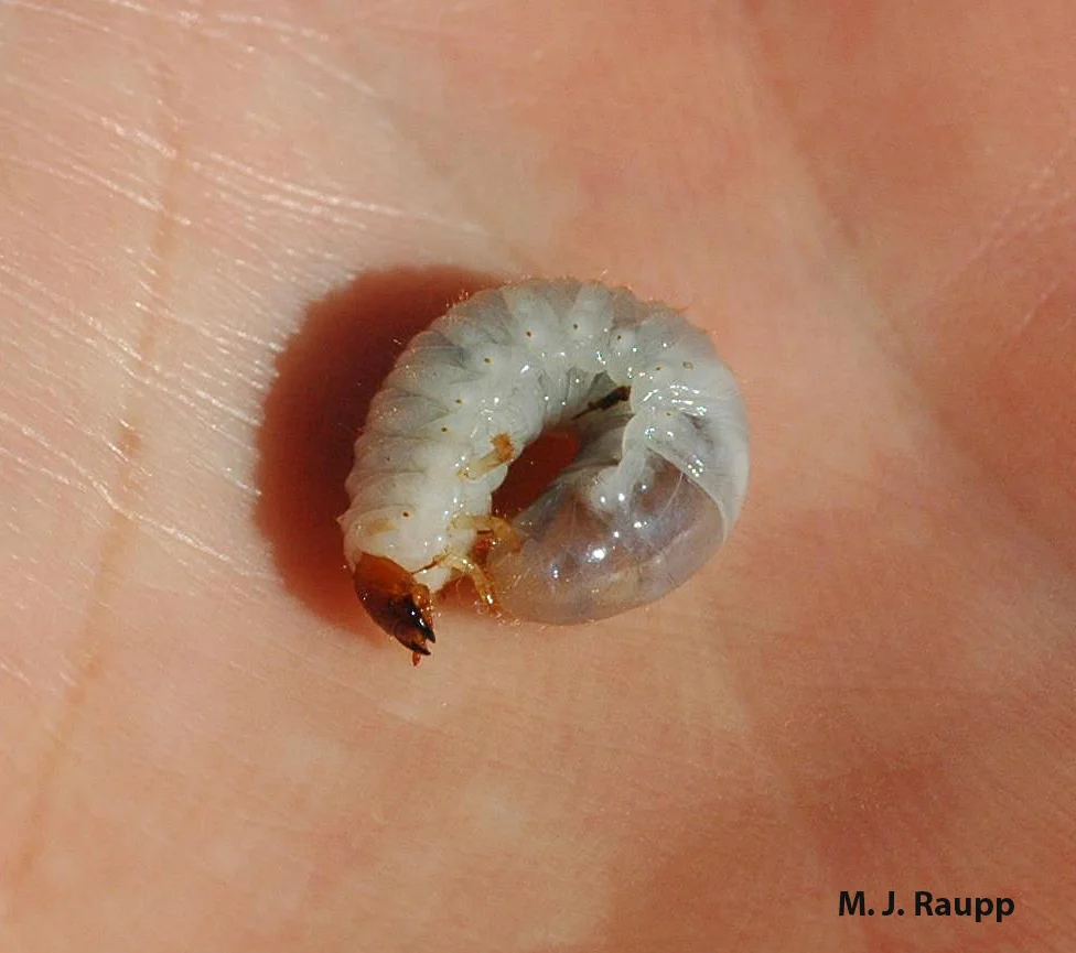 White grub larvae such as this one are food for the developing larvae of the pelecinid wasp.