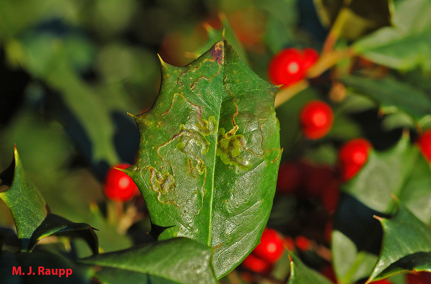 Snakelike galleries are a sure sign of native holly leafminers.