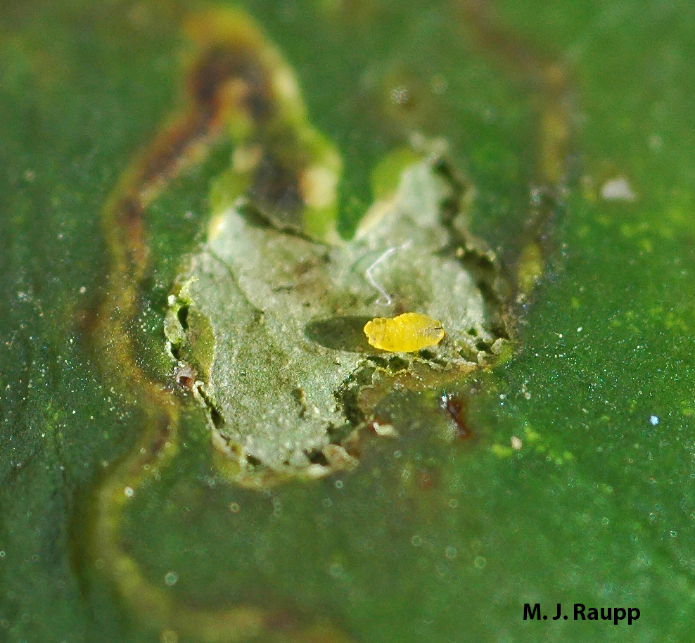 The leafminer’s dark mouthparts (right end) puncture cells, releasing nutrients for the hungry maggot.