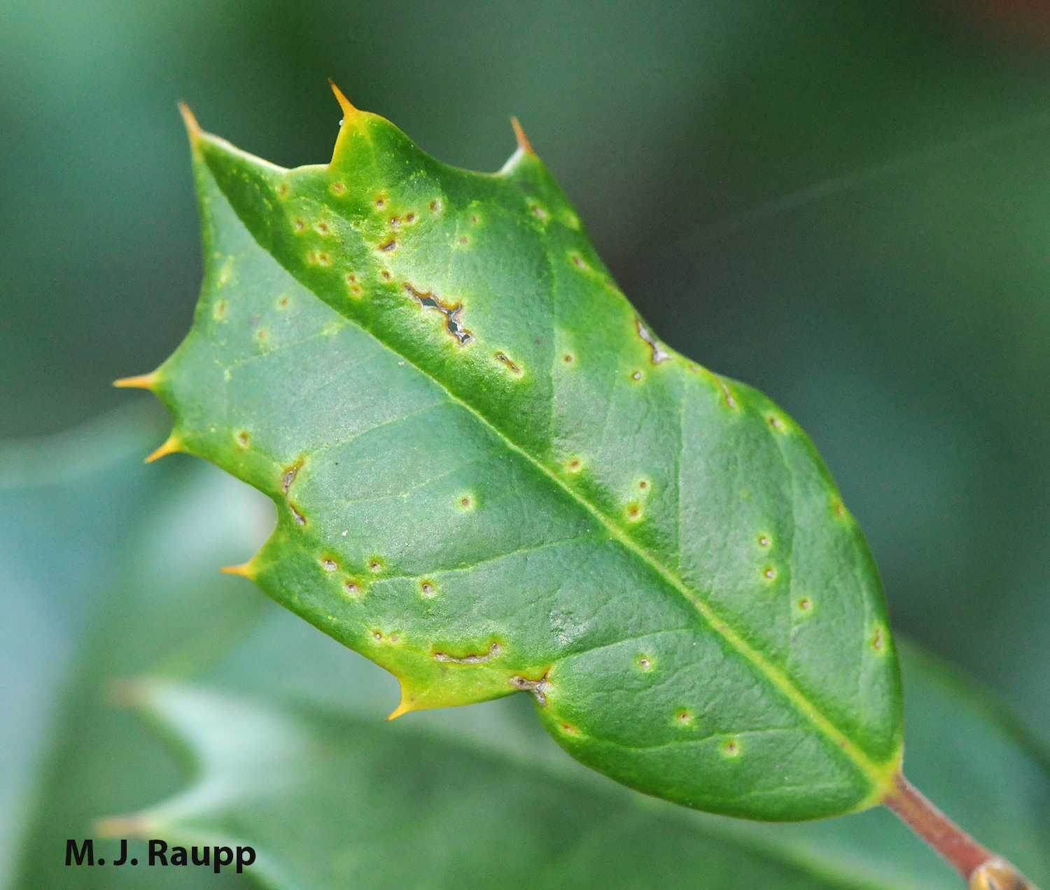Female flies puncture leaves and slurp up nutritious droplets of sap leaving behind telltale holes and puckered leaves.