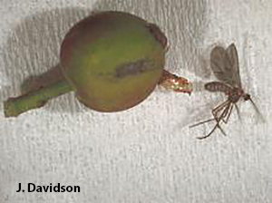 The small dusky winged holly berry midge leaves behind a brown papery pupal case as it emerges from the green holly berry.