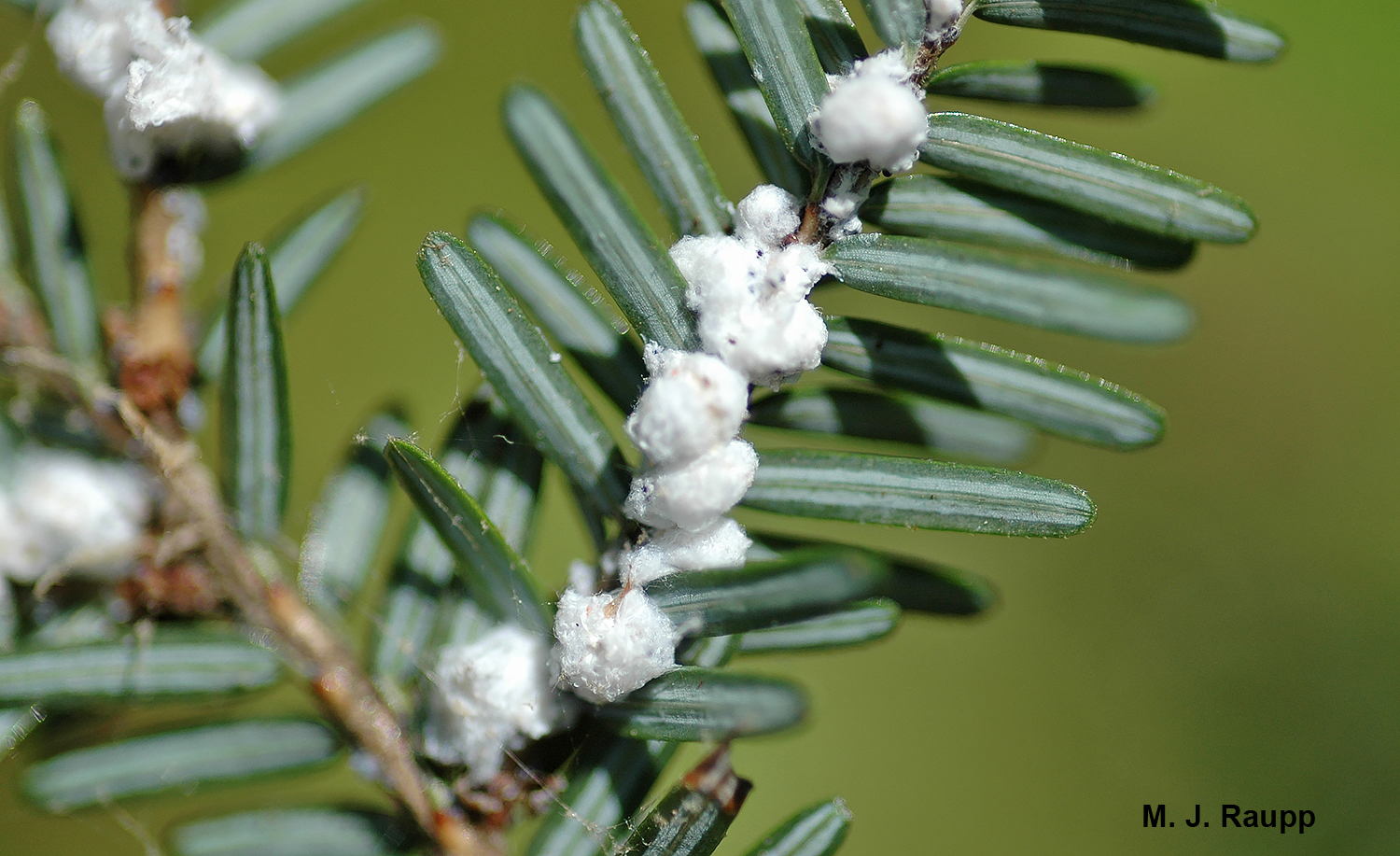 White bundles of fluffy wax are a sure sign of a woolly adelgid infestation on hemlocks.