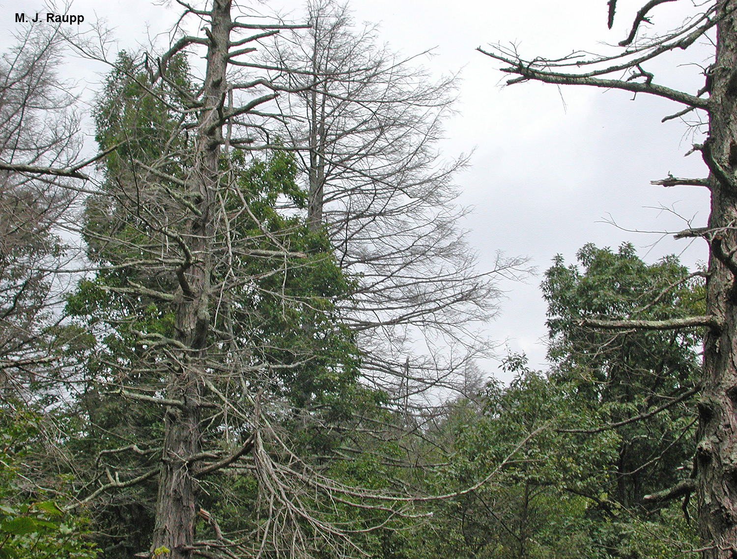 The hemlock woolly adelgid has killed thousands of eastern hemlocks, such as these in Shenandoah National Park.