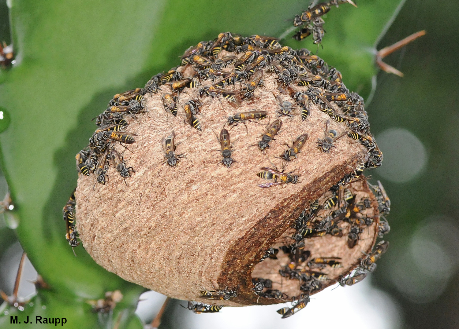 Polybiine workers say, “Don’t even think about attacking this fortress.”