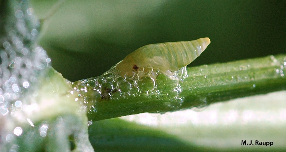 Cute spittlebug nymphs create a frothy mass for protection.