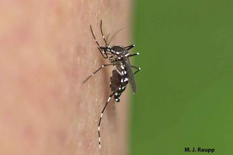 Concern exists that Asian tigers like this one in my backyard may serve as vectors for Zika virus in the US.
Normal
0
false
false
false
EN-US
X-NONE
X-NONE
/* Style Definitions */
table.MsoNormalTable
{mso-style-name:"Table Normal";
mso-tstyle-rowband-size:0;
mso-tstyle-colband-size:0;
mso-style-noshow:yes;
mso-style-priority:99;
mso-style-parent:"";
mso-padding-alt:0in 5.4pt 0in 5.4pt;
mso-para-margin-top:0in;
mso-para-margin-right:0in;
mso-para-margin-bottom:10.0pt;
mso-para-margin-left:0in;
line-height:115%;
mso-pagination:widow-orphan;
font-size:11.0pt;
font-family:"Calibri","sans-serif";
mso-ascii-font-family:Calibri;
mso-ascii-theme-font:minor-latin;
mso-hansi-font-family:Calibri;
mso-hansi-theme-font:minor-latin;}