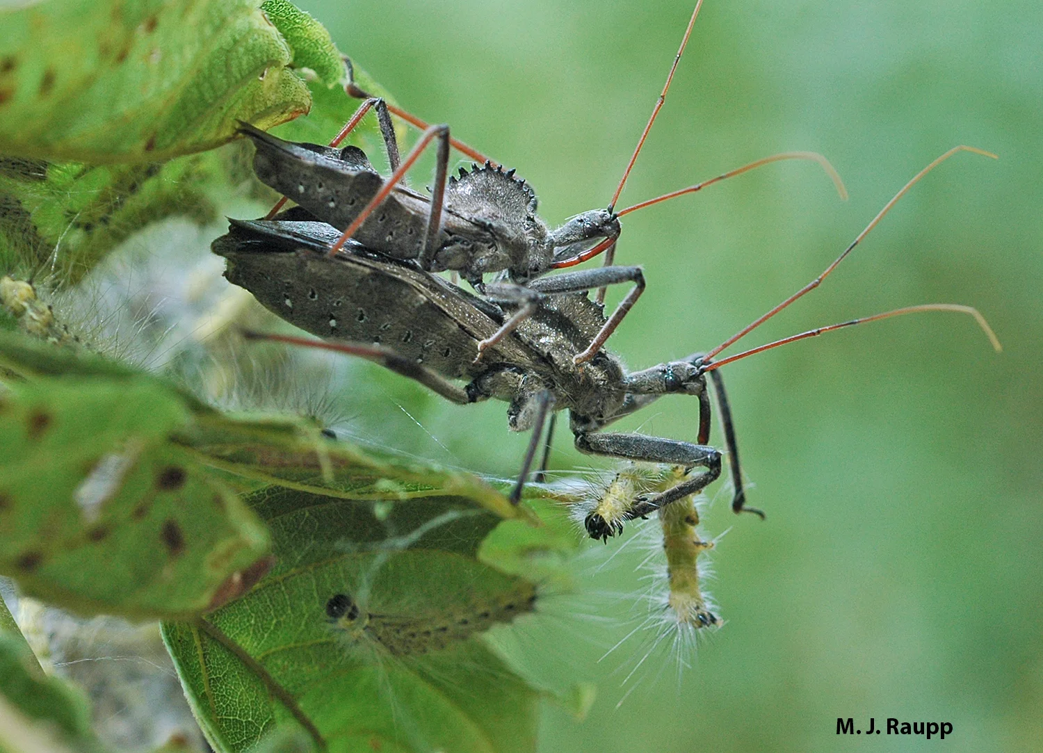 A dinner date with webworms on the menu hits the spot for two amorous wheel bugs.
