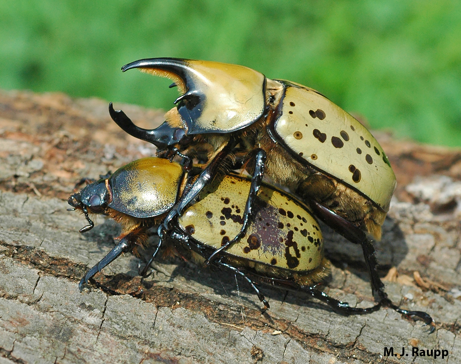 This pair of Hercules beetles doesn't mind a public display of affection. Males bear impressive horns used in combat with other males.