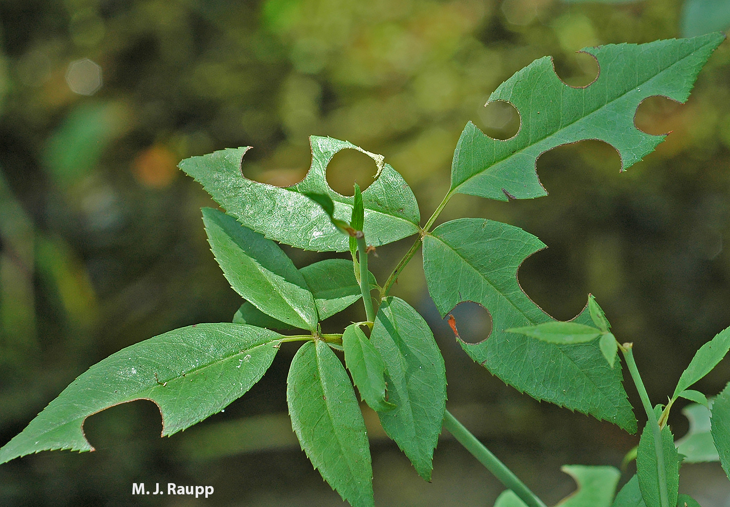 Keep an eye out for circular cuts on leaf margins of trees and shrubs in your garden. This is likely the handiwork of marvelous leafcutter bees.