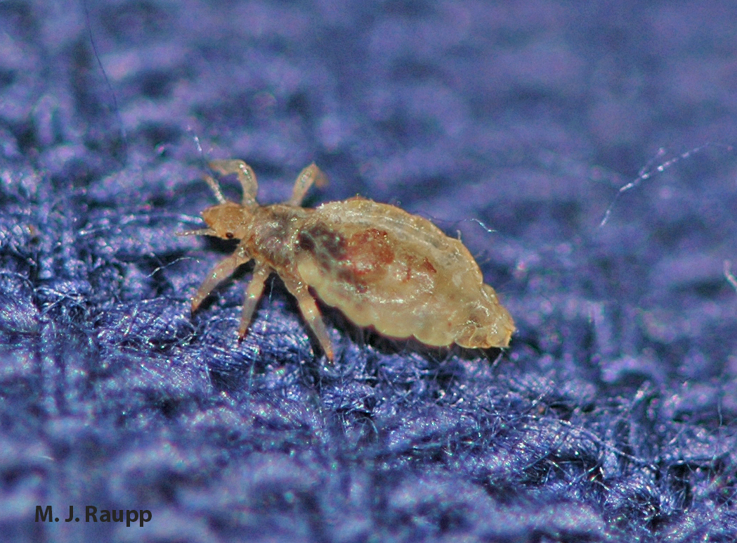 Human body lice diverged from their head inhabiting kin when fabric and fur replaced bare skin as the predominant fashion.