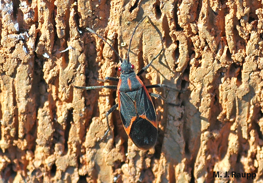 With the return of spring, boxelder bugs are out and about.