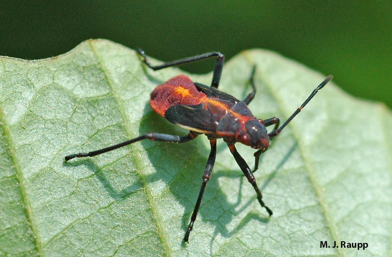 Wing buds on the sides of boxelder bug nymphs elongate with each molt.