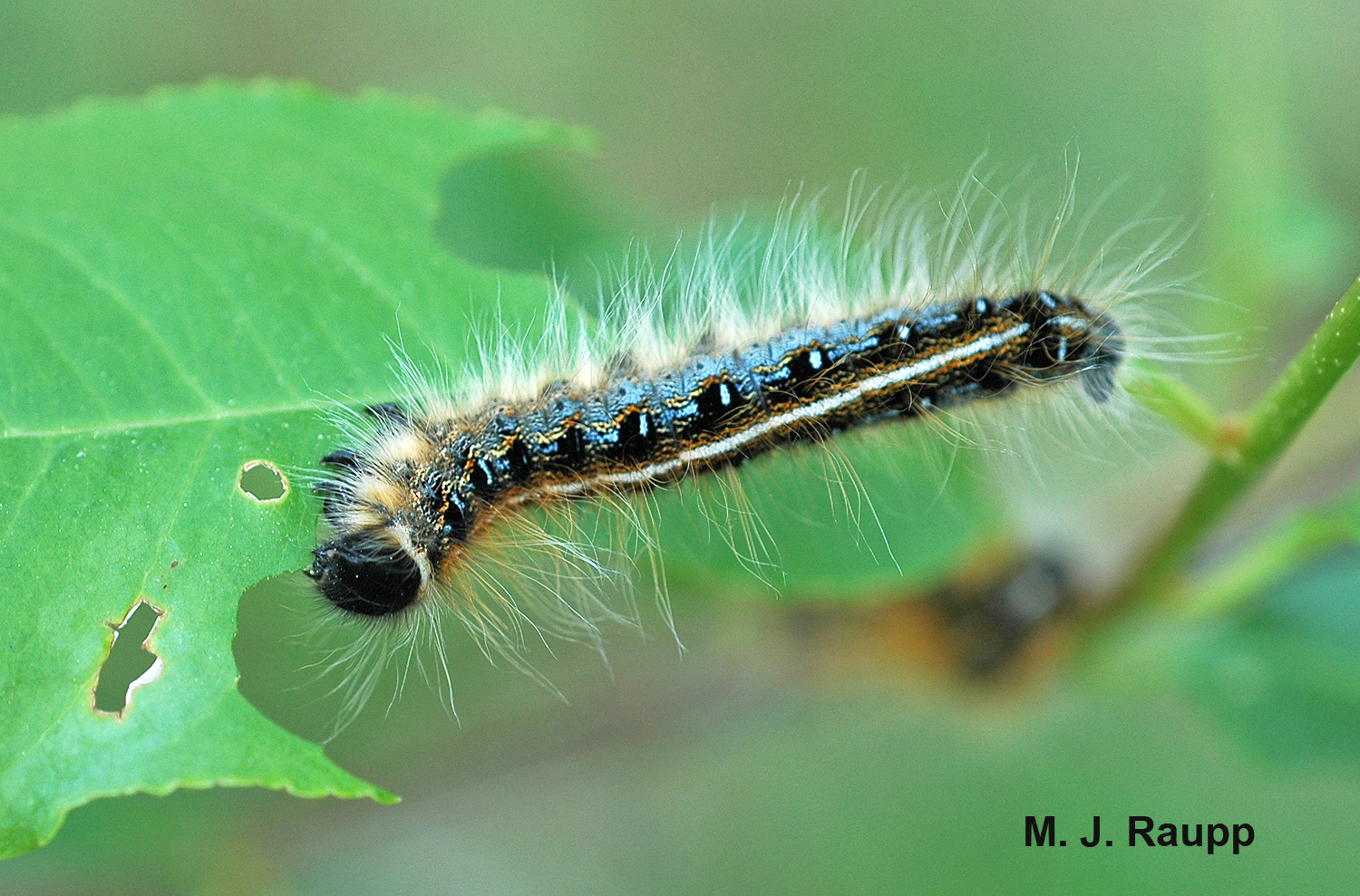 The eastern tent caterpillar is a beautiful beast with blue stripes and patches on the side and a white stripe down the center of the back.