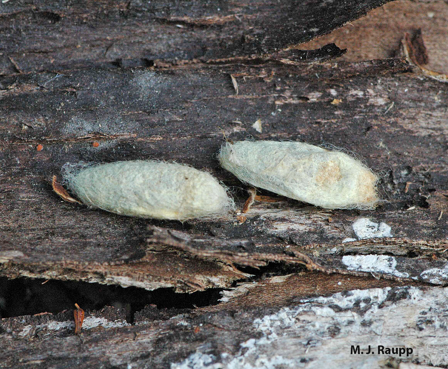 When larval feeding is complete, mature caterpillars wander and find protected locations such as beneath loose bark to spin silken cocoons.