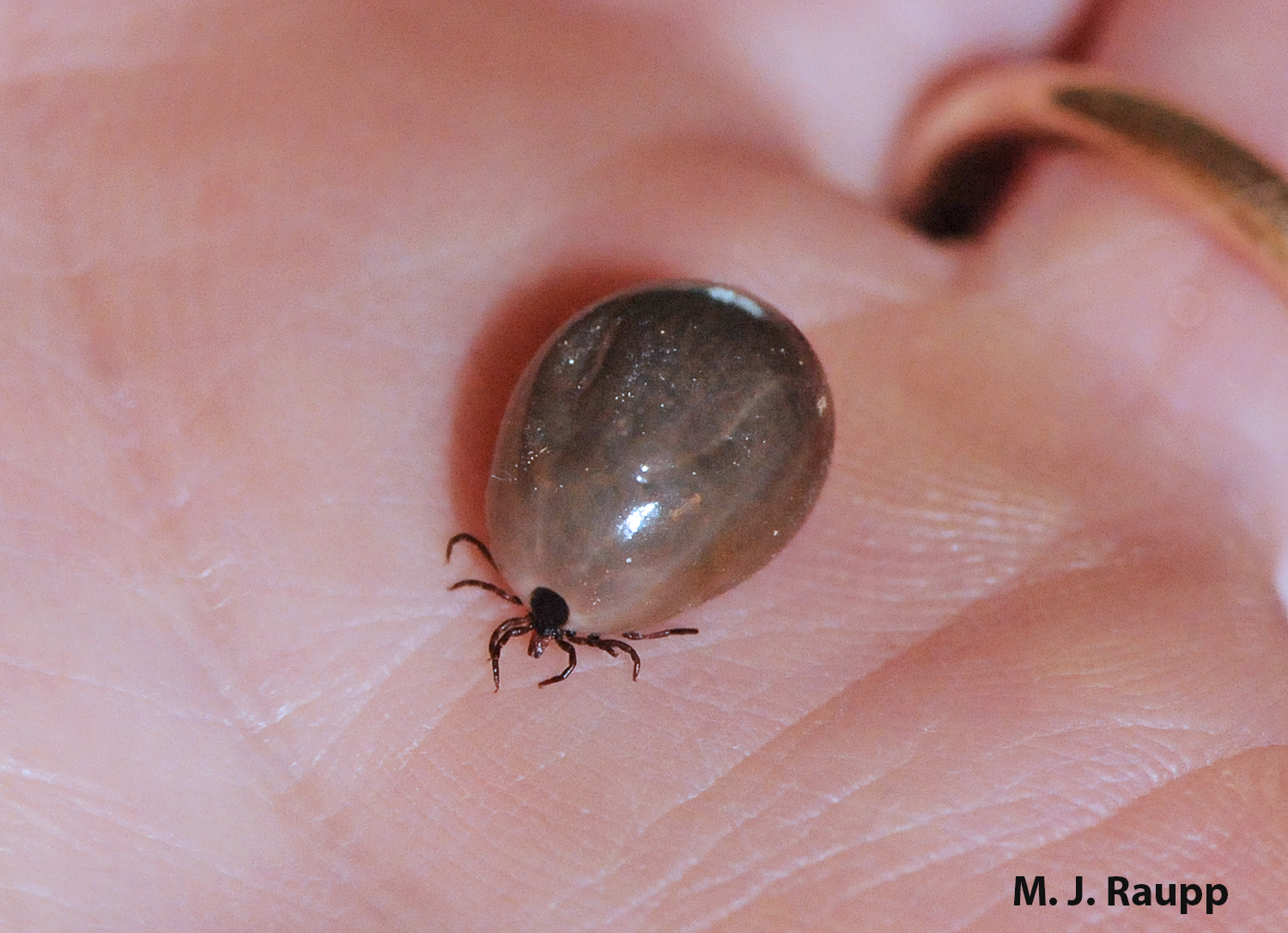 Fully engorged ticks are enormous.