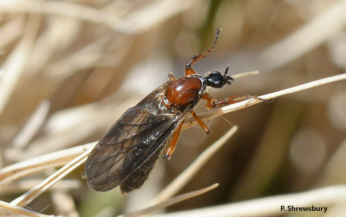 This female March fly is about to launch skyward to find the fly of her dreams.