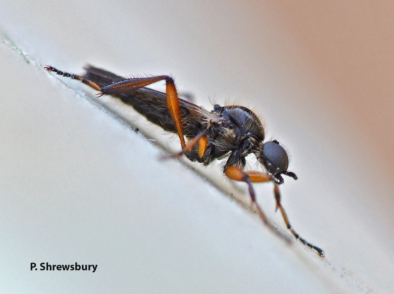 Large eyes of the male March fly provide excellent vision for chasing competitors and selecting mates.