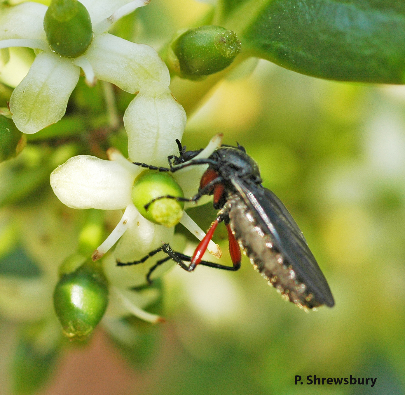 March flies like this little beauty help pollinate spring blooming trees and shrubs.