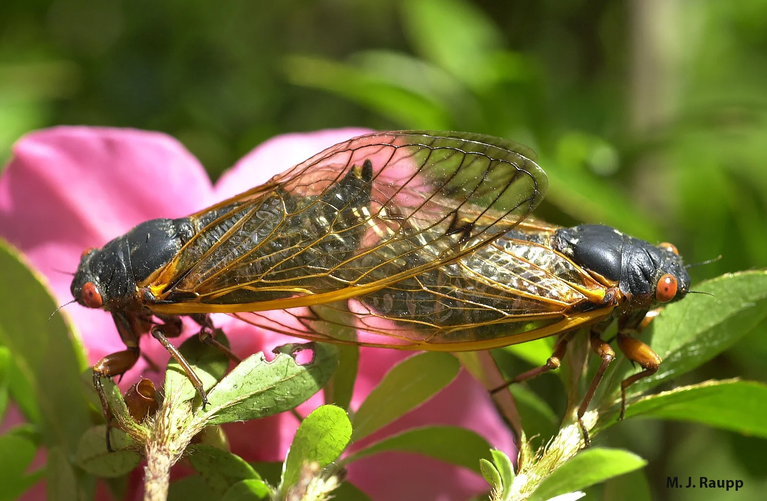 800x600
For parts of Maryland, Virginia, West Virginia, Pennsylvania and Ohio, cicada romance will soon be in the air! But alas, not for DC, Baltimore, Phillie, or the Big Apple. Our turn comes in 2021 with Brood X.
Normal
0
false
false
false
EN-US
X-NONE
X-NONE
MicrosoftInternetExplorer4
/* Style Definitions */
table.MsoNormalTable
{mso-style-name:"Table Normal";
mso-tstyle-rowband-size:0;
mso-tstyle-colband-size:0;
mso-style-noshow:yes;
mso-style-priority:99;
mso-style-parent:"";
mso-padding-alt:0in 5.4pt 0in 5.4pt;
mso-para-margin:0in;
mso-para-margin-bottom:.0001pt;
mso-pagination:widow-orphan;
font-size:10.0pt;
font-family:"Times New Roman","serif";}