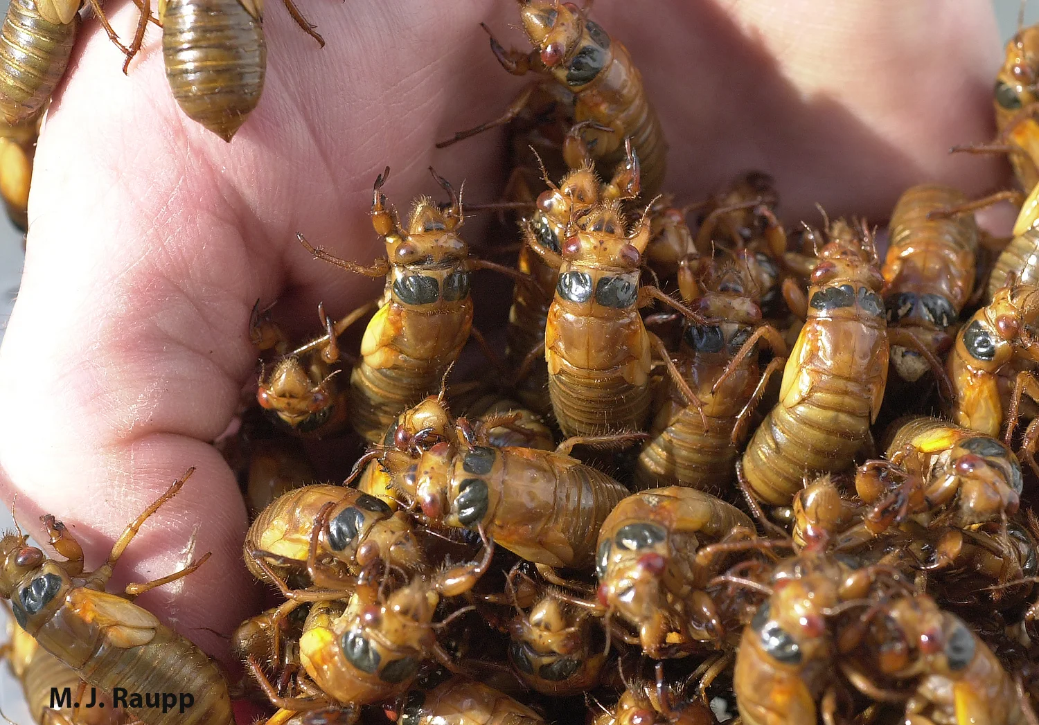 In May, cicada nymphs will appear by the handful in areas treated to Brood V.