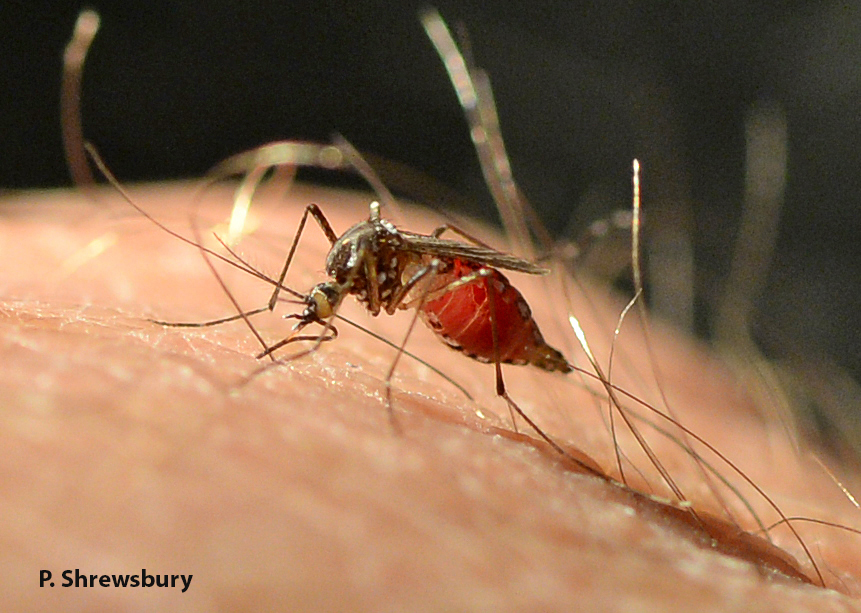 This yellow fever mosquito can drink three times her body weight in blood in less than 3 minutes. That’s like me drinking a four hundred and fifty pound milkshake. Yikes! Blood loss credit: M. J. Raupp.