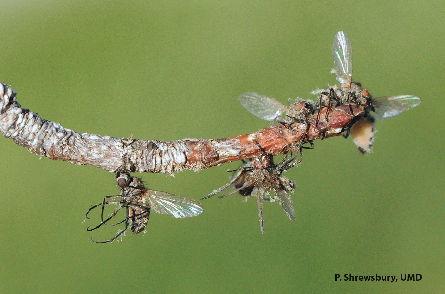 With their tiny minds controlled by the zombie-izing fungus, flies move to the tips of branches - all the better for the fungus to spread its spores.