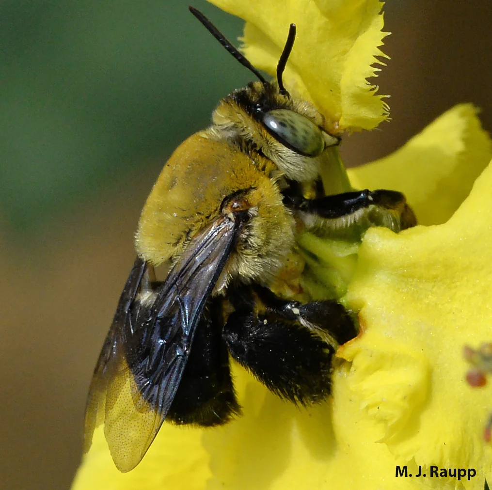 Powerful jaws grasp the base of a flower petal providing Centris nitida with traction necessary for collecting floral oils from the Stigmaphyllon blossom.