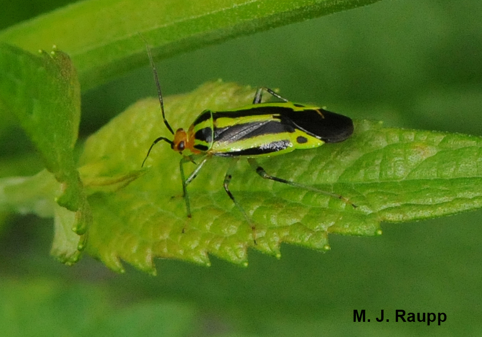 The fourlined plant bug adult has an artful arrangement of alternating black and greenish or yellowish stripes down its back.