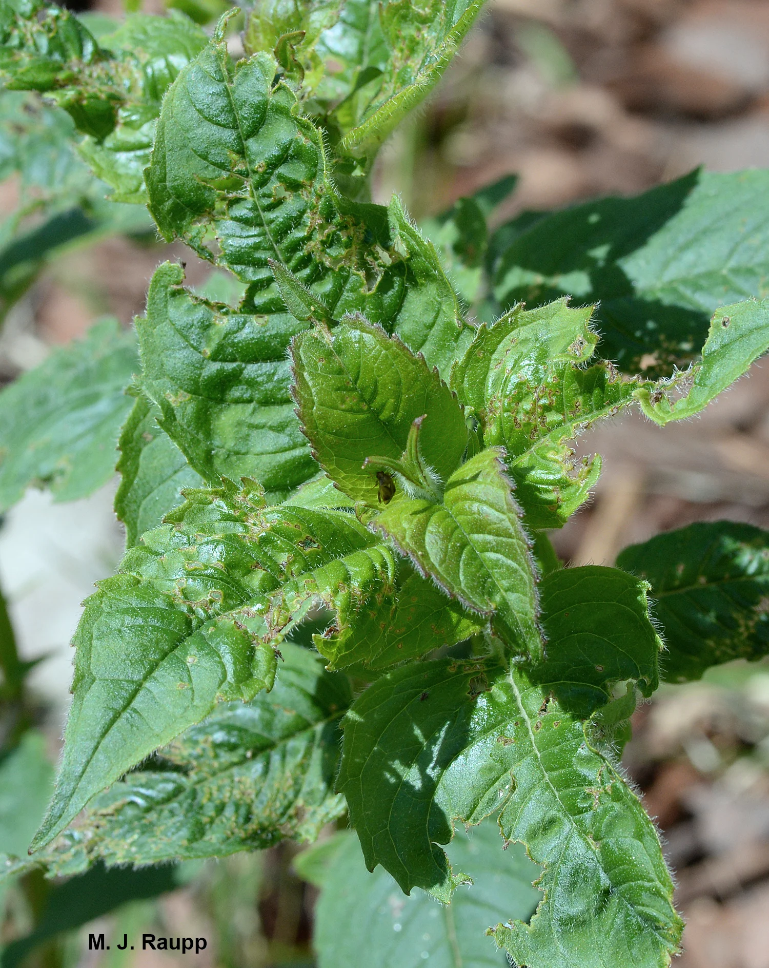 My poor monardas bear signature distorted leaves with irregular holes after plant bug nymphs are finished with them.