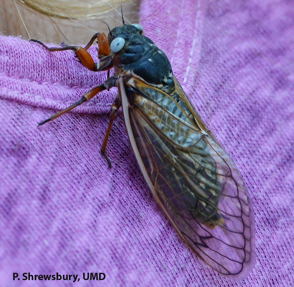 Rare blue eyed cicadas made their debut in Morgantown this week.