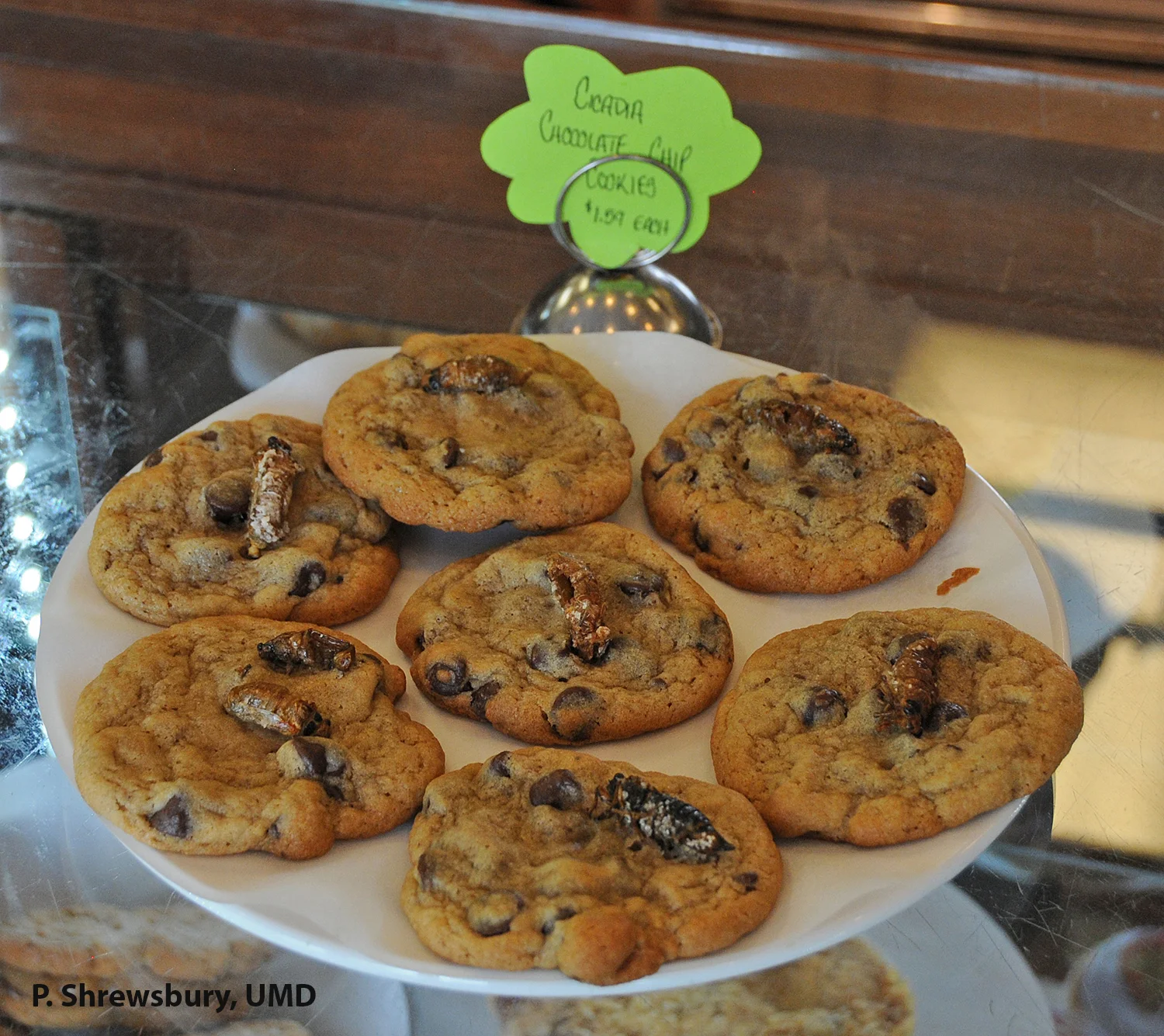 Nothing beats freshly baked chocolate chip cicada cookies after a long day of hunting cicadas.