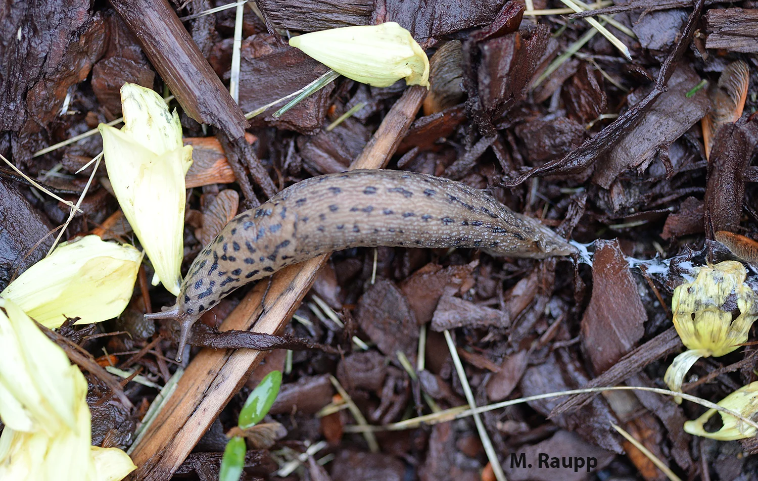 Note the silvery slime trail left behind by the slug. Slime trails on plants and the ground are a sure sign of slug activity.