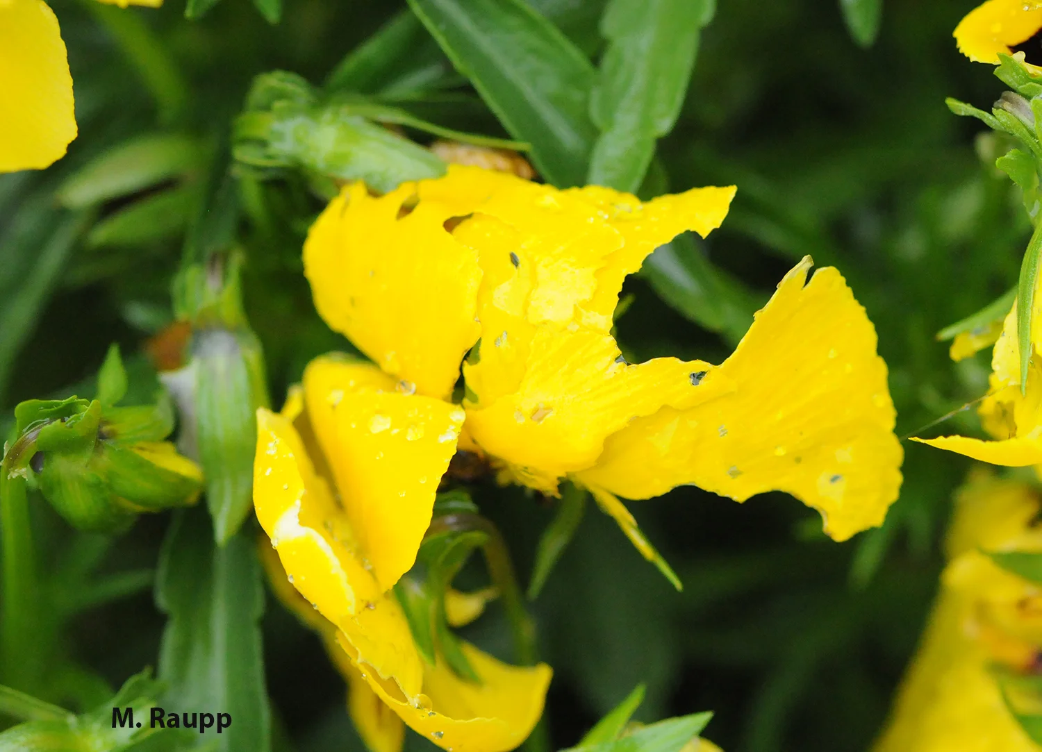 Doomed pansies show the scars of slug attack.