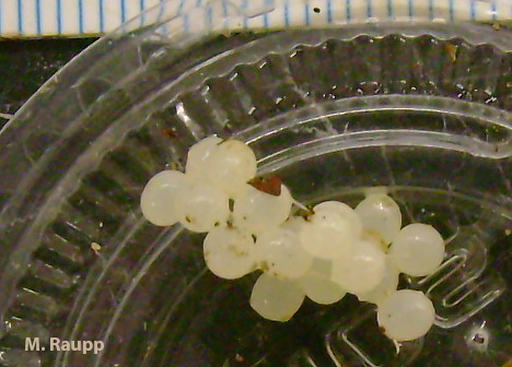 Slugs often lay eggs in batches under wood or leaves.