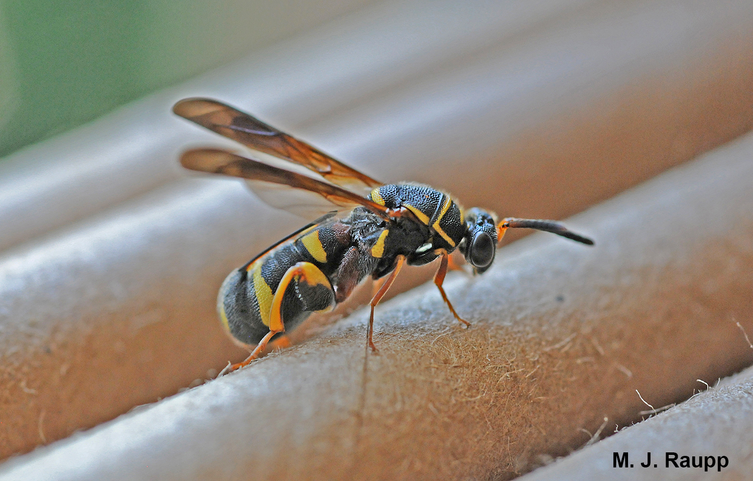 Anatomically unusual leucospid wasps have their egg-laying tube slung over the back.