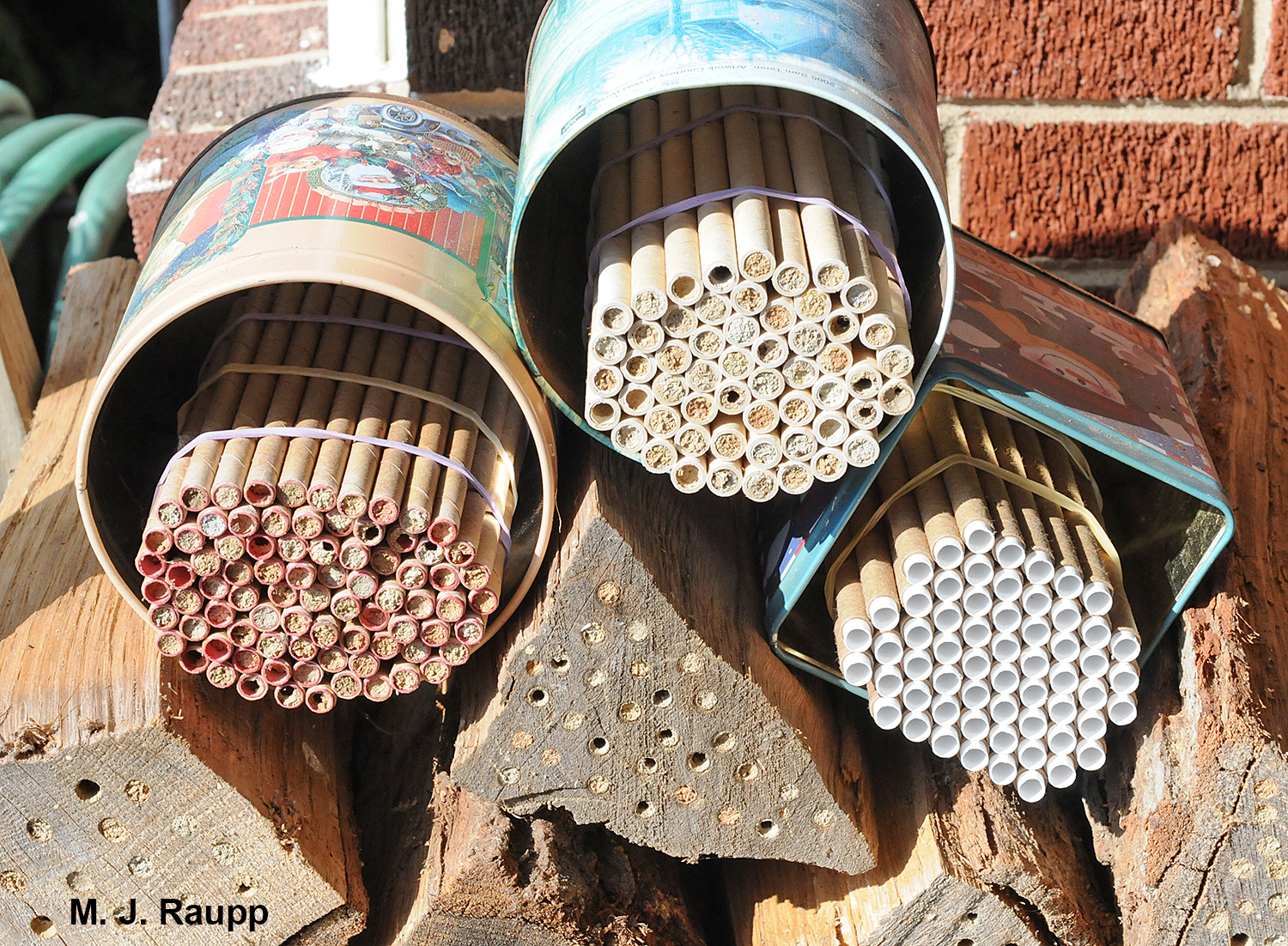 My mason bee colony of cardboard tubes and holes drilled in logs will soon be attacked by parasitic wasps. Some will perish. Most will survive.