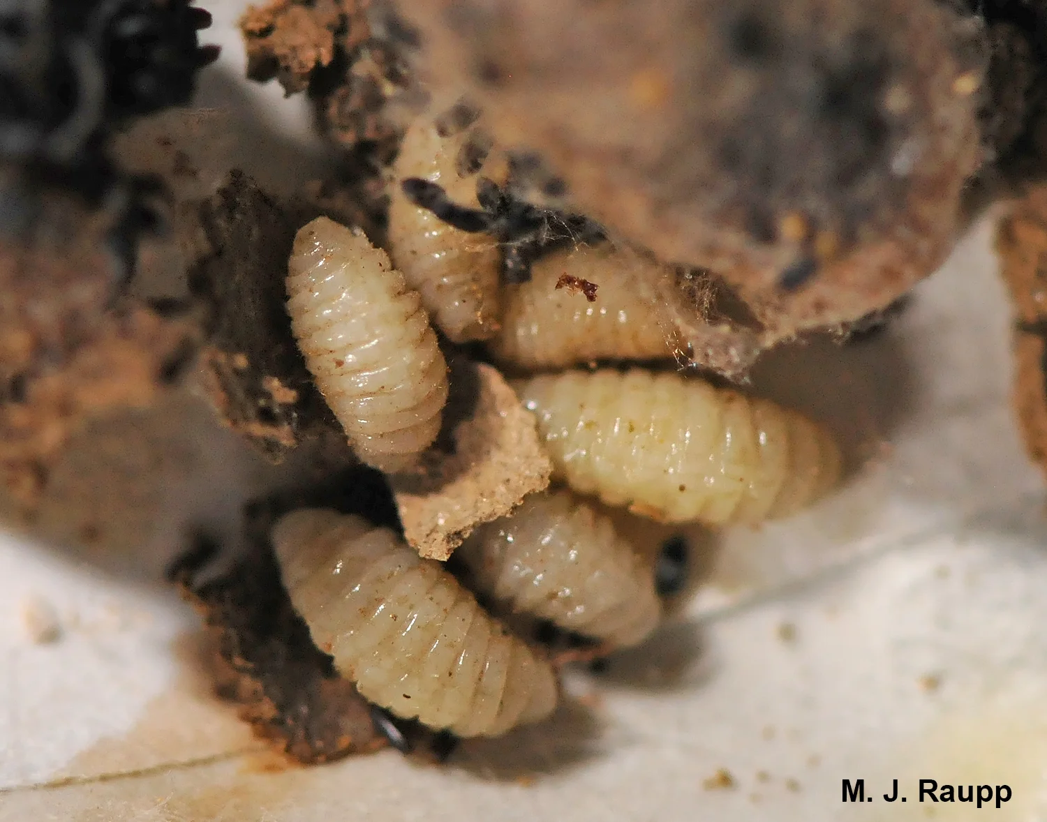 Parasites of an unknown species brought an end to these mason bee babies.