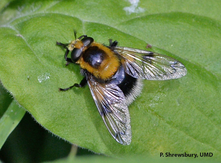 Not a bee! Notice the single pair of wings and short, feathery antennae of the flower fly Volucella .