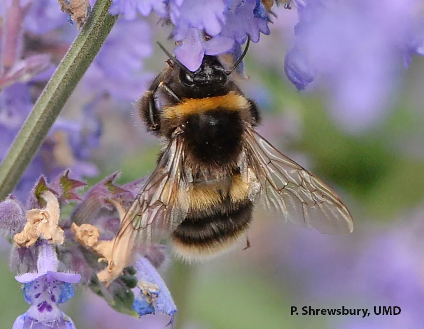 A bee! See the two pairs of wings, one large and one small, and longer elbowed antennae of a bumble bee.