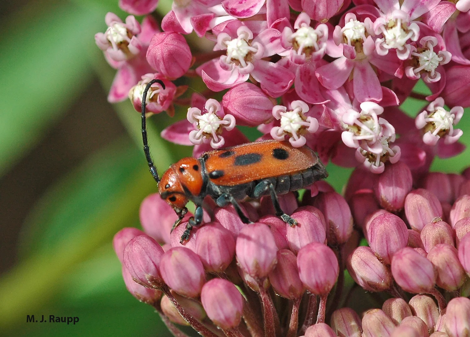 During the early weeks of summer, milkweed longhorned beetles often adorn beautiful flower heads of milkweed.