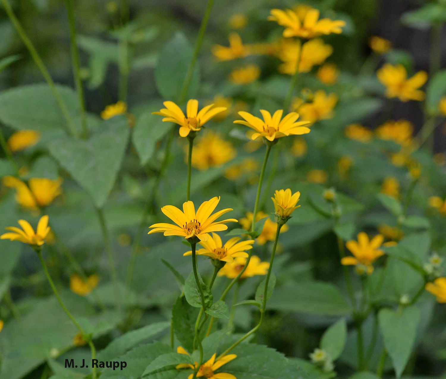 Oxeyes are a spectacular native attractor of beneficial insects and a great place to lose yourself with bugs. Photo credit Michael Raupp