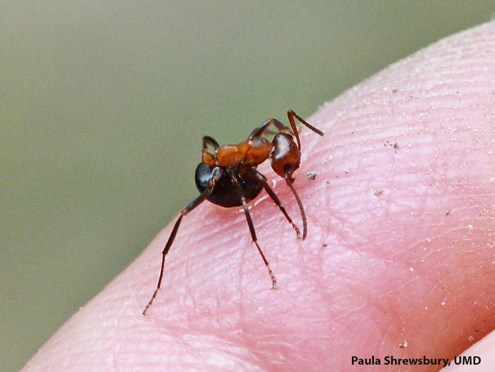 With jaws engaged a drop of venom is squirted on the skin of the victim to leave a more lasting impression of the encounter with an Allegheny mound ant.