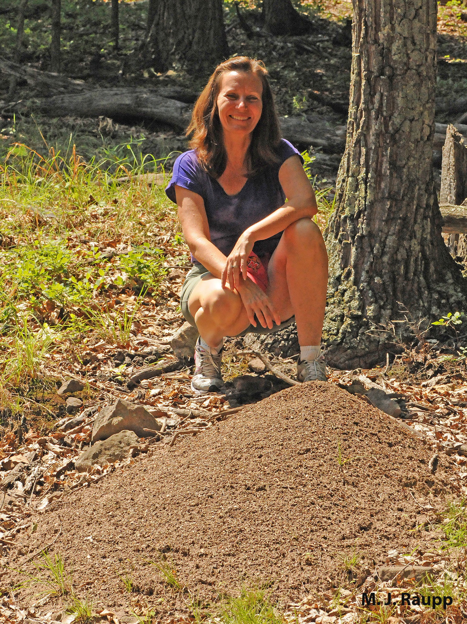 Even modest Allegheny mound ant nests can bring a smile to an entomologist’s face.