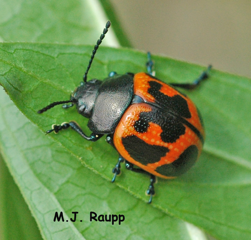 Larvae of the milkweed leaf beetle may also eat significant quantities of milkweed leaves. 