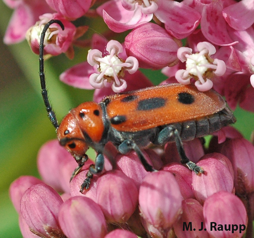 Milkweed longhorned beetles feed on leaves of milkweed, but leave plenty for monarch caterpillars.