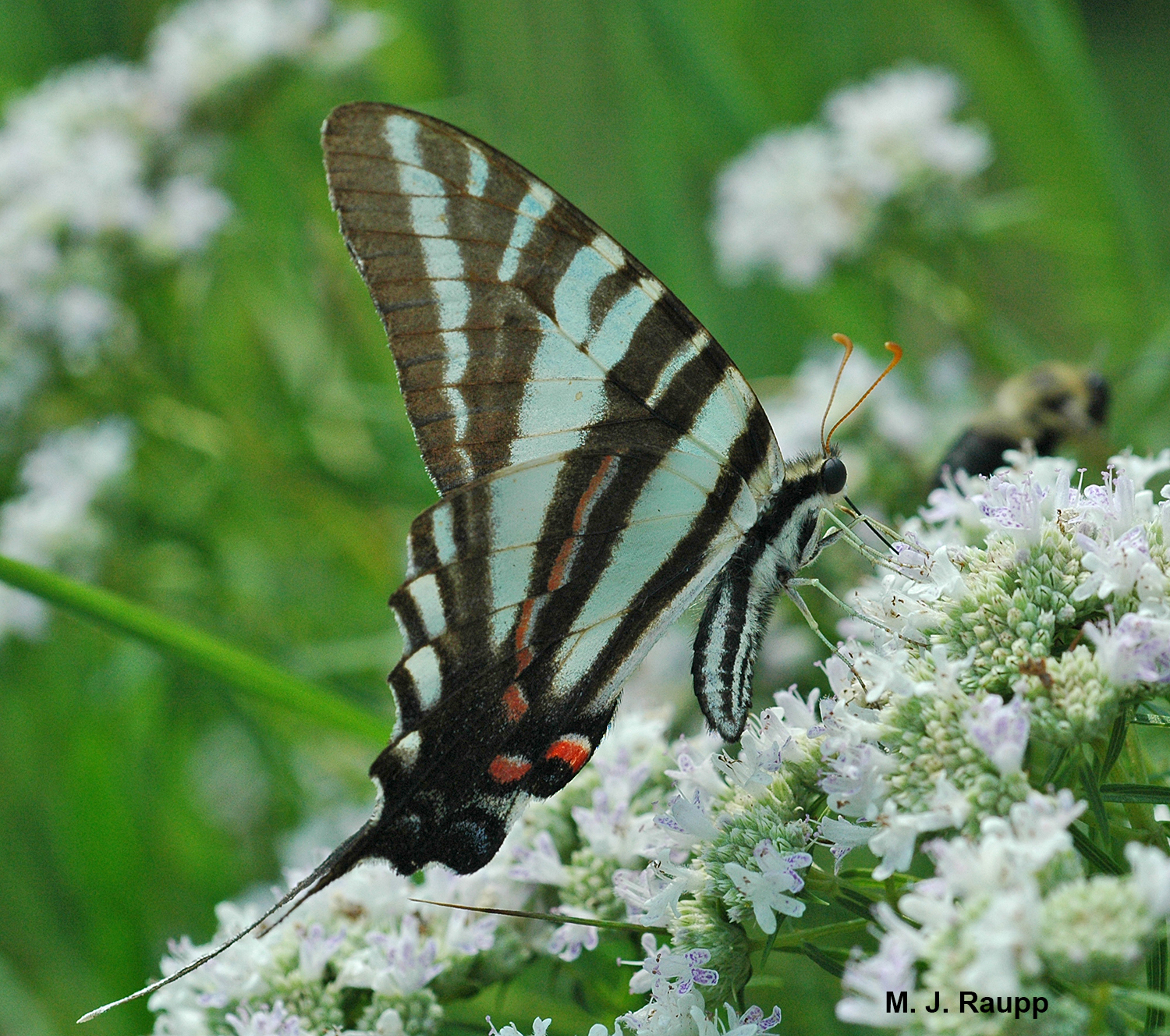 Zebra swallowtails consume carbohydrate rich nectar to power their search for pawpaws, the food for their young.