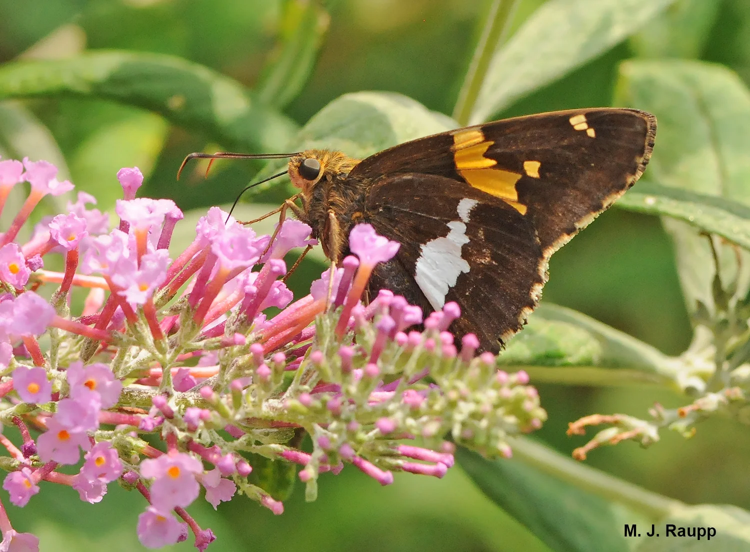 Silver spotted skippers are one of most rambunctious pollinators in the garden.
