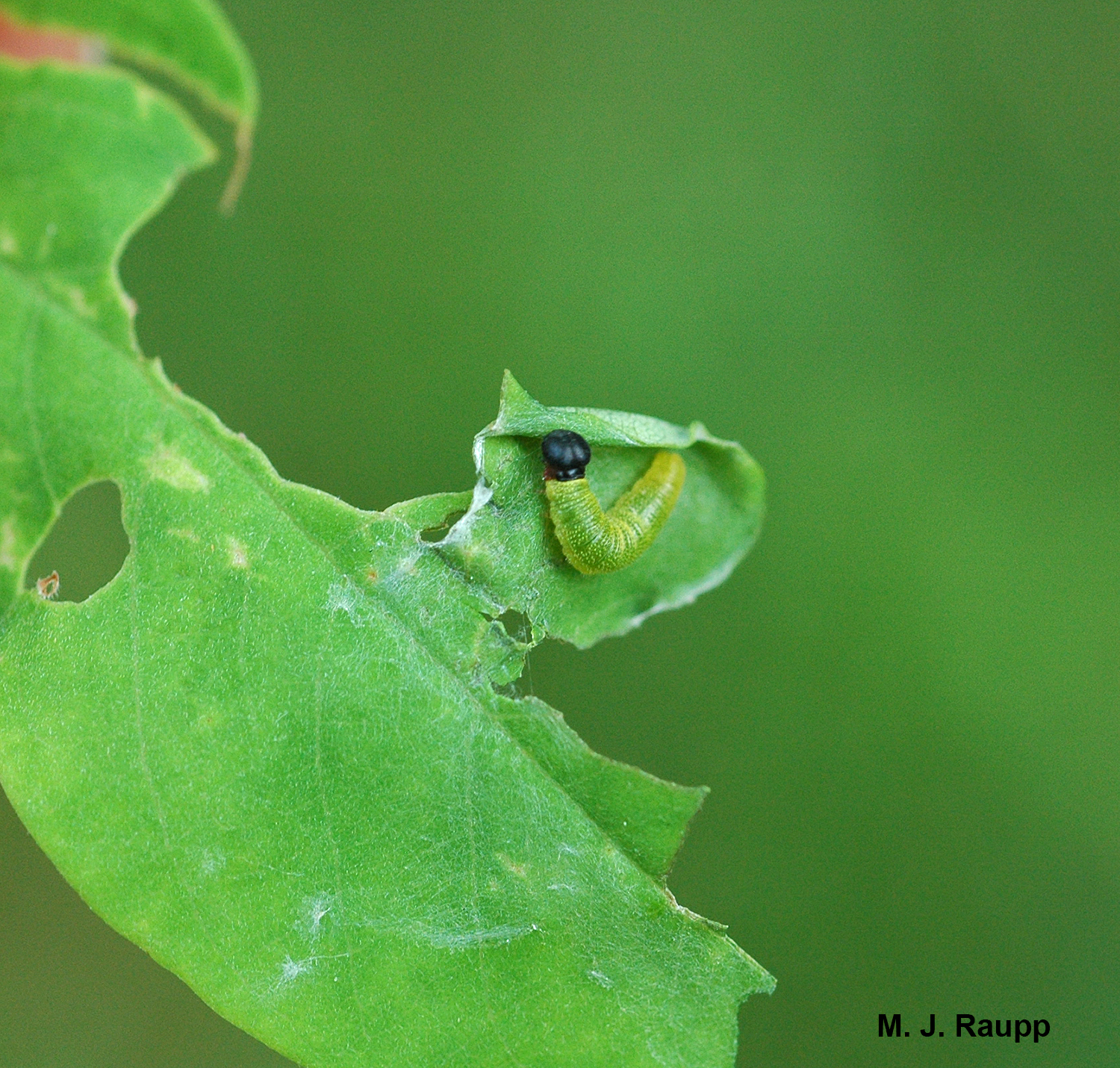 A young silver spotted skipper larva hides in a rolled leaf margin.