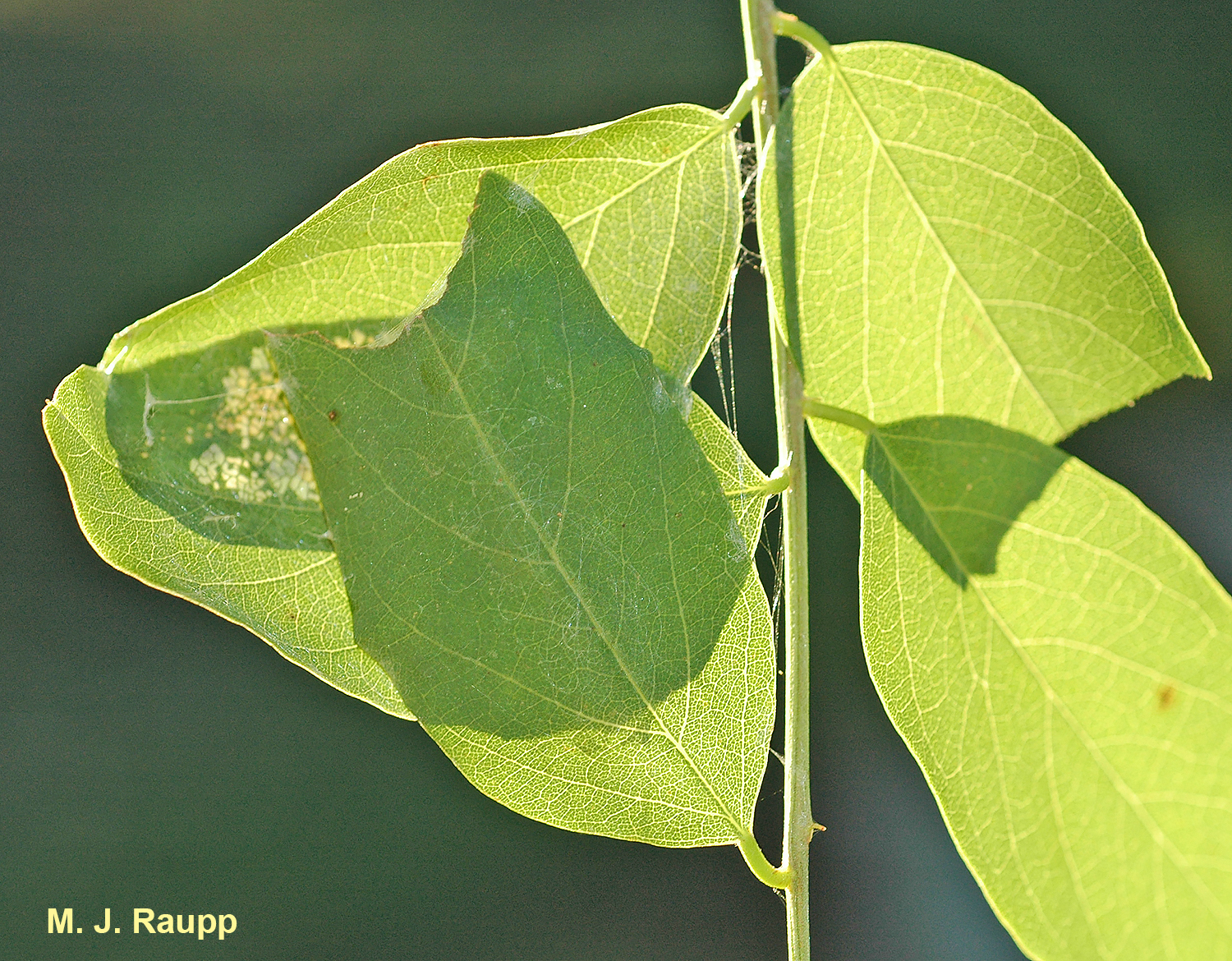 A large silver spotted skipper larva has webbed together two leaves.